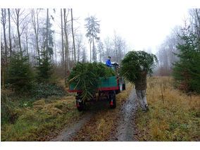 Es weihnachtet in St. Crescentius (Foto: Karl-Franz Thiede)